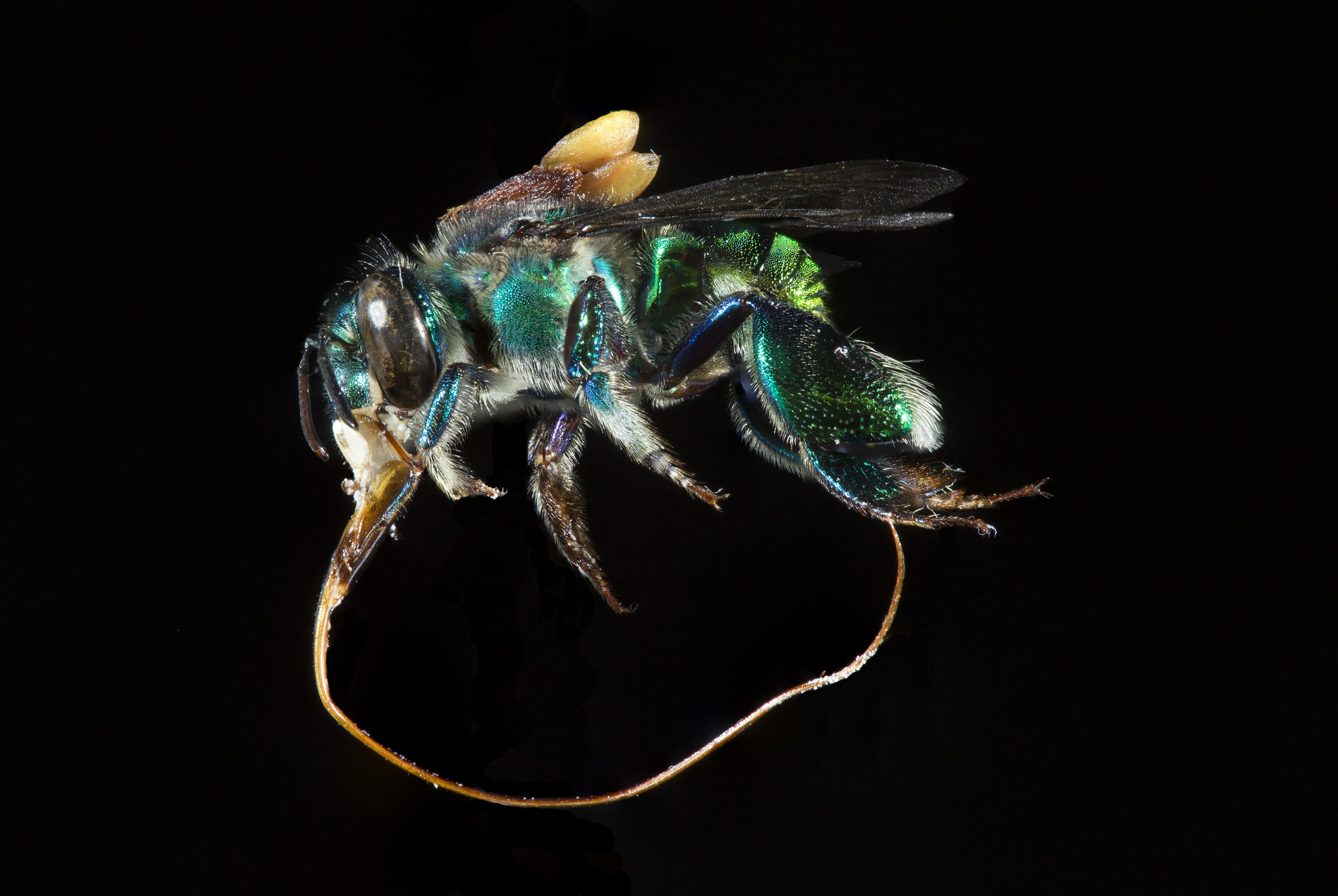 Euglossa imperialis